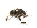 Lasius platythorax