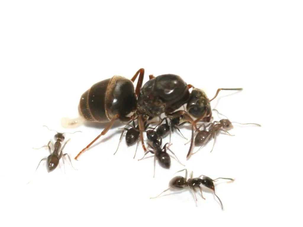 Lasius platythorax