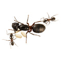 Camponotus herculeanus
